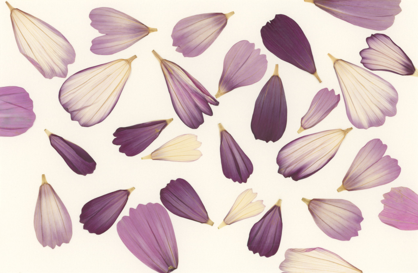 Botanical Art